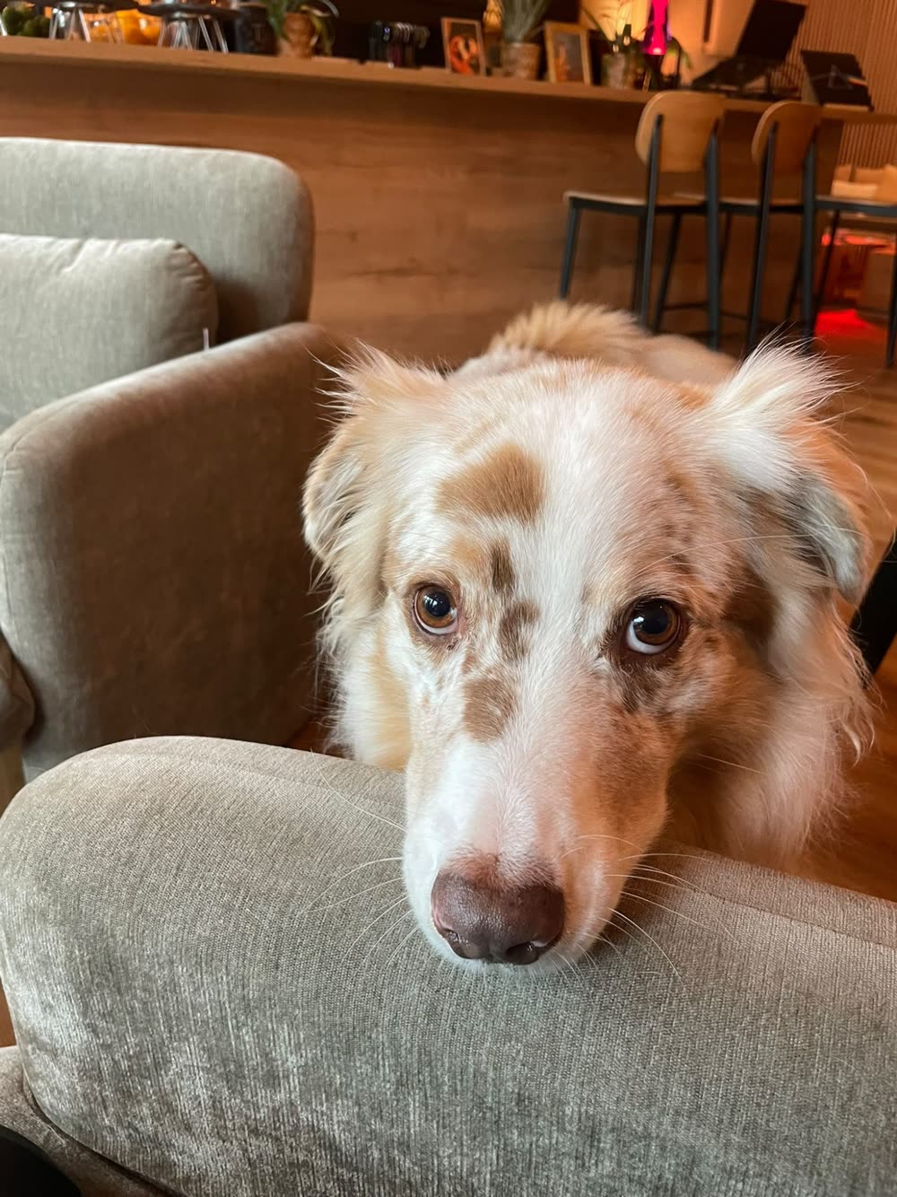 Jacque, a red-merle Australian Shepherd